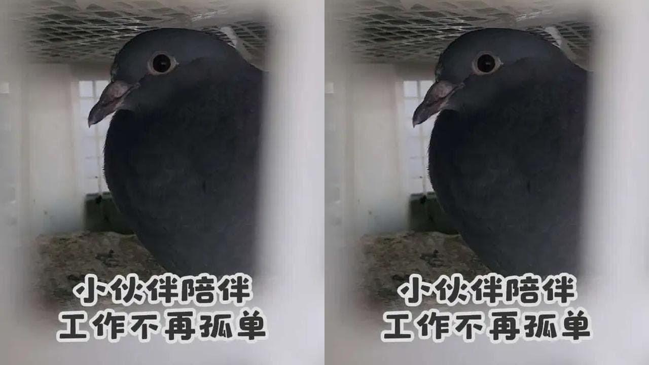 感恩！感谢！哥们儿殊途千里之馈赠#鸽子 #鸽子笼 #制作过程 #原创视频