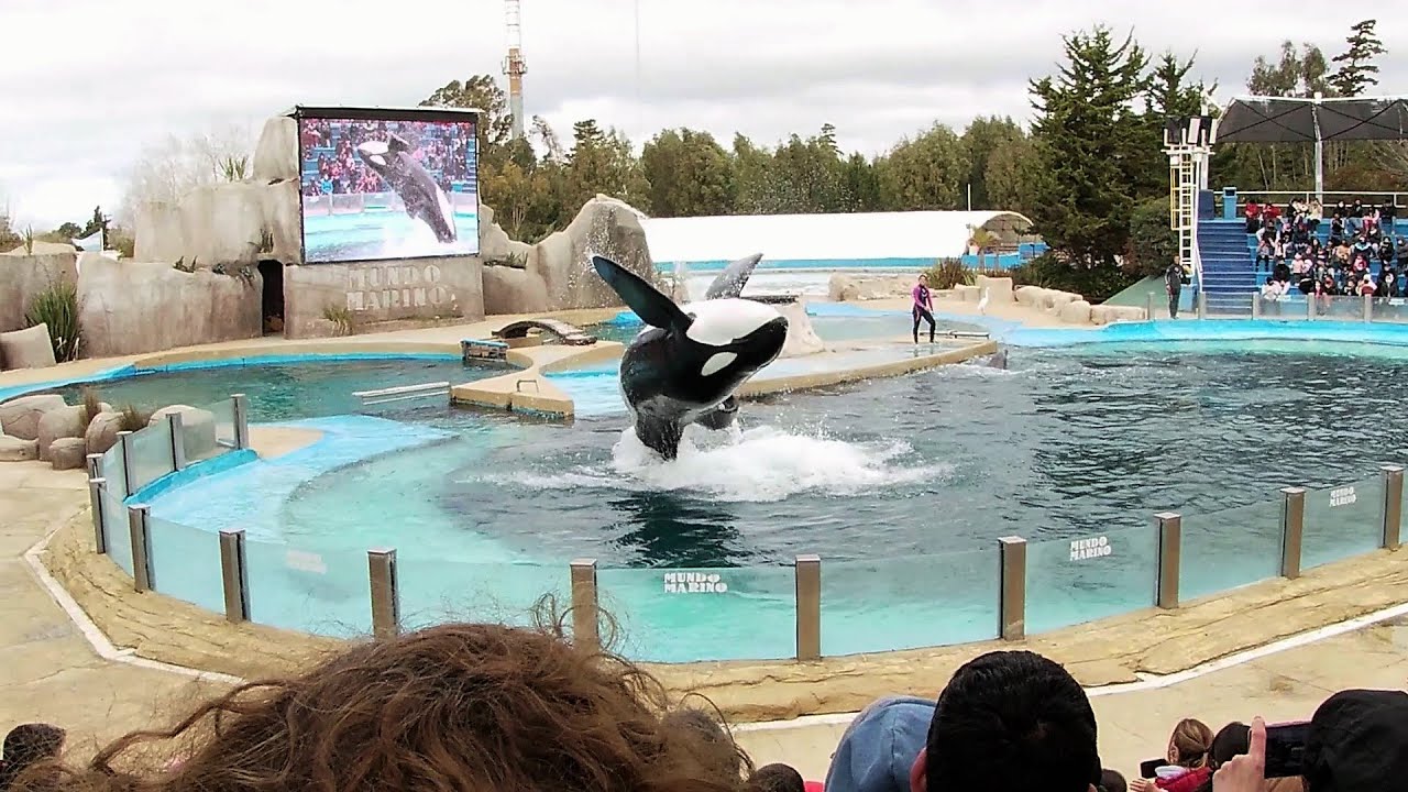 MUNDO MARINO - SAN CLEMENTE DEL TUYU - Orca Kshamenk - invierno 2021 HD Costa Atlántica de ARGENTINA