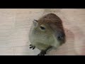 Capybara noises