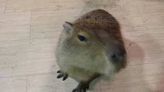 Capybara noises