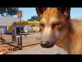 Dingo Habitat In An Abandoned Gas Station ⛽ | Planet Zoo Speed Build - Australia Pack