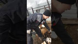 Тест Топора-Колуна Pobedit Thor. Челябинск.