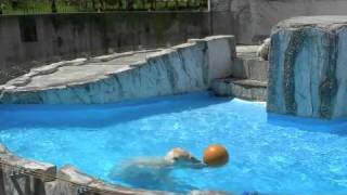 飛び込んだよ！~Polar Bears Baby Diving
