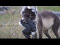 Fox Feasts on Baby Guillemots | Nature's Great Events | BBC