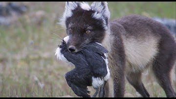 Fox Feasts on Baby Guillemots | Nature