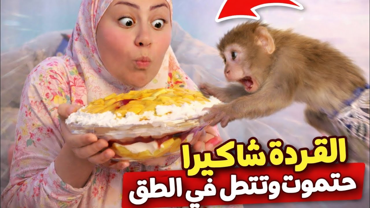 ام دونا بتحلي شاكيرا حتموت وتاكل معاها😂😂