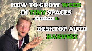 How to grow weed in tiny stealth grow box - Episode 5 - Desktop Auto Harvest