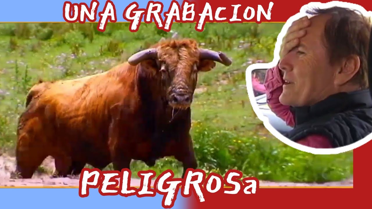 Transladando Al Semental de La Palmosilla