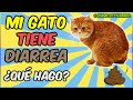 Diarrea en Gatos (Causas y Tratamiento Casero) - SiamCatChannel