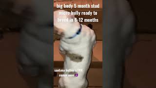 Big Body 5 Month Old Micro Bull Will Be Ready To Breed In 7-12 Months. Stud Fee 1K