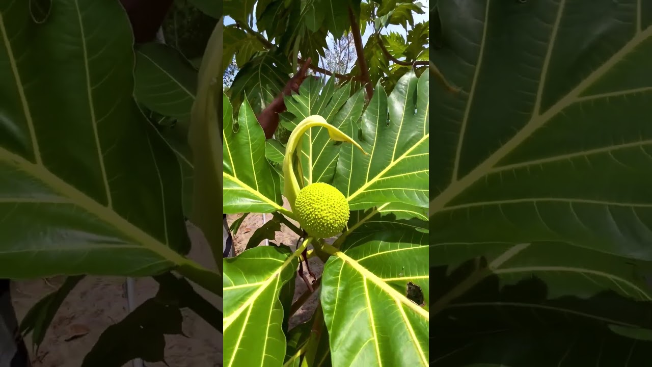 ശീമ ചക്ക