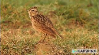 Oriental skylark singing in Vijaywada