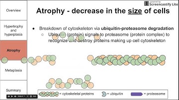 Cellular adaptations