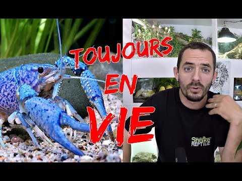 snake reptiles pictures Mon ecrevisse devient énorme ! Suivis de mon aquarium et des poissons