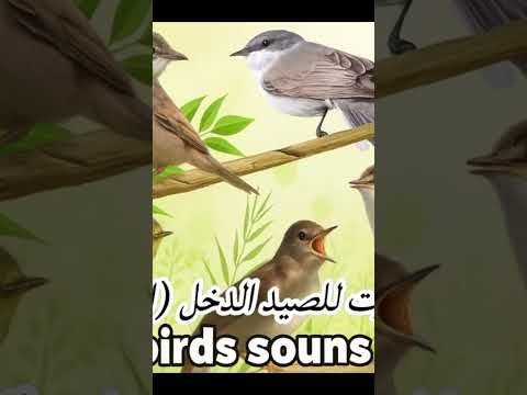 افضل صوت طيور الدخل صوت دخل الشحيمي تشغيل جهاز صوت الطيور