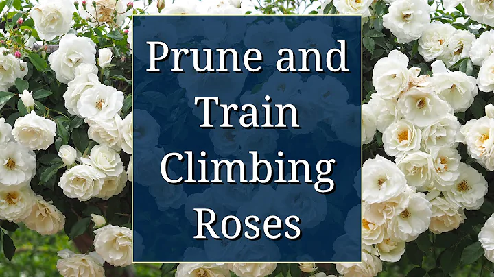 Prune and Train Climbing Roses - DayDayNews