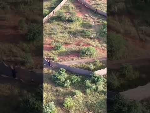 صيد الغزلان بطريقة الحوش المتنقل