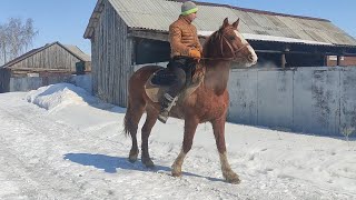 Жеребец Лекёр танцует под седлом.