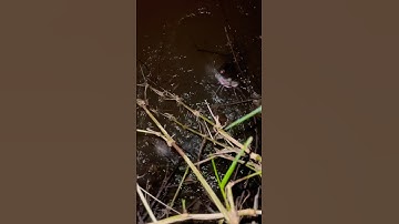 mancing ikan baung di sungai brantas mantap🎣🐋 #fishing #mancing #fy #mamcingliar #mancingmantap
