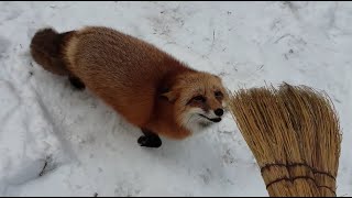 Alice fox. A broom that calms the fox.