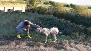 He had such a miserable life, sleeping on the field, hungry, cold... begging for help!