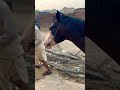 #live #music #song #cow #bulllovers #babyanimal #funny #bull #babycow #animals