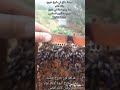 حضنة مغلق في طريق خروج والله أعلم معا وجد نحلة في طريق خروج من العين السداسي تحياالنحل تربيةالنحل 