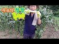 맛있기로 소문난 강원도 옥수수 수확하는 날!//Corn Harvesting Day, known for its delicious taste