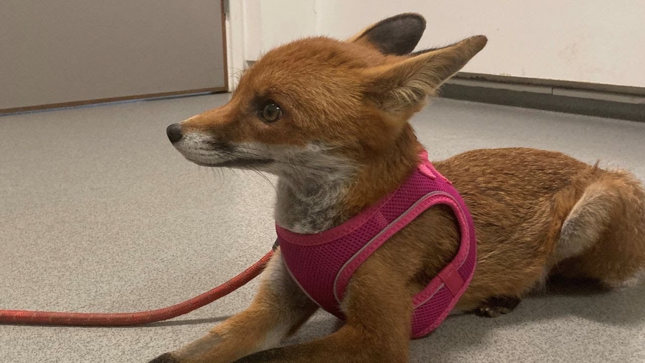 Rescued fox undergoes BRAIN surgery in world first operation | SWNS ...