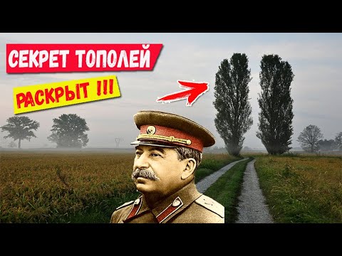 Видео: Зачем в СССР везде сажали тополя? Секрет раскрыт!