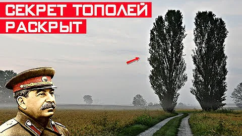 Зачем в СССР везде сажали тополя? Секрет раскрыт!