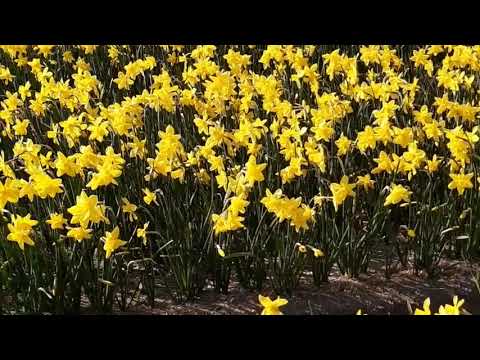 Video: Tulppaanit, Narsissit, Hyasintit Tislauksen Jälkeen