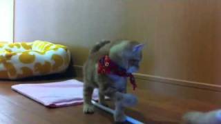 にゃんにゃか にゃん♪（≧∇≦） - YouTube