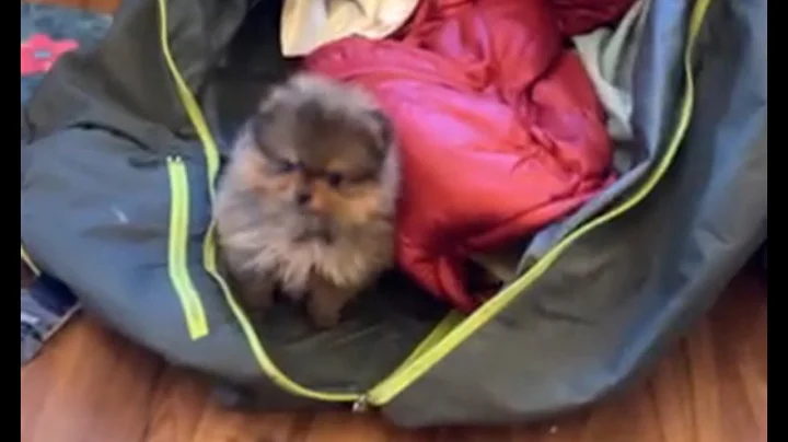 Surprise! A Christmas Puppy for the kids