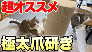 【オススメ】極太爪研ぎが届いて嬉しそうな猫【選ぶならコレ】