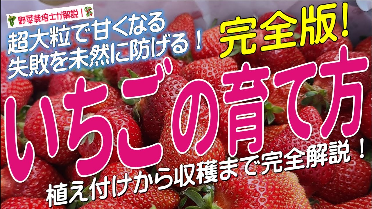 いちごの上手な育て方（苗の植え付けから収穫までを完全解説）苺栽培のコツとポイントが分かる！