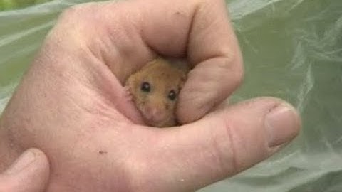 The efforts to save dormice from extinction | ITV News