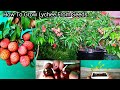 इस तरह बीज से लीची उगाइए घर में. How To Grow Lychee From Seeds In Pot.