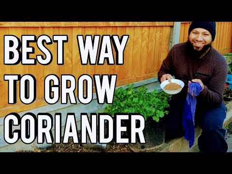 What's The Best Way To Grow Coriander (Cilantro)? How To Grow Coriander Start To