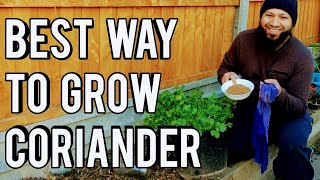 Whats The Best Way To Grow Coriander Cilantro? How To Grow Coriander Start To Finish