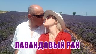 Лавандовые поля во Франции. Как цветёт лаванда. Lavender fields in France. How the lavender blooms