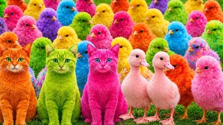 Tangkap Ayam Lucu, ayam warna warni, ayam rainbow, kelinci lucu, bebek lucu, ikan koi, Hewan Lucu