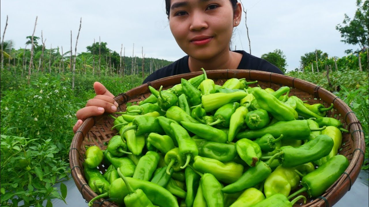 picked green peppers for stir fry Green peppers recipe so yummy