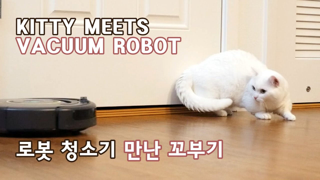 squirtle-games Munchkin Cat Meets Vacuum Robot - 1 year 4 months old Kitty