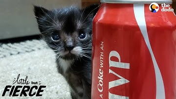 Littlest Kitten Ever Grows Up To Be A Mini Cat | The Dodo Little But Fierce