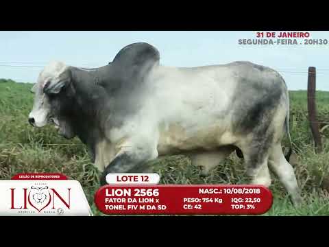 LOTE 12   LION 2566