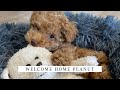 TOY POODLE PUPPY | Welcome home Peanut! | Cute toy poodle