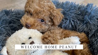 TOY POODLE PUPPY | Welcome home Peanut! | Cute toy poodle