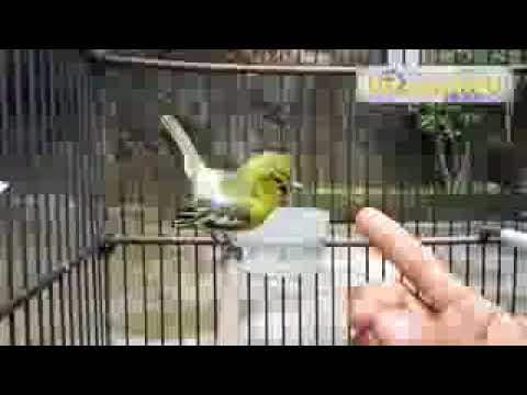 Cipoh Gacor Kicau Burung Cipoh Sirtu Gacor Youtube