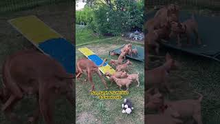 Pharaoh Hound mama 'Surf' beginning the weaning process with her 6.5 week old puppies